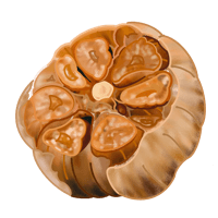 Hand-drawn roasted garlic illustration